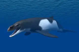 Janjucetus_NT_small.jpg