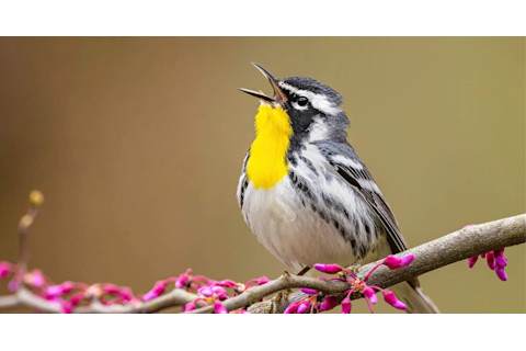 Merlin ID– Yellow-throated Warbler