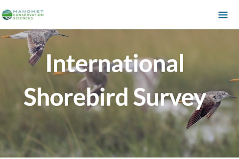 International Shorebird Horizontal