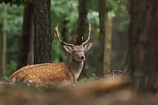 Fallow_Deer-1024x683.jpg