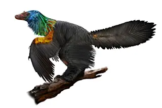 Caihong-juji-illustration-by-Velizar-Simeonovski-The-Field-Museum-1024x1024.jpg