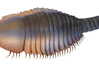 Fuxianhuia_protensa_life_restoration.jpg