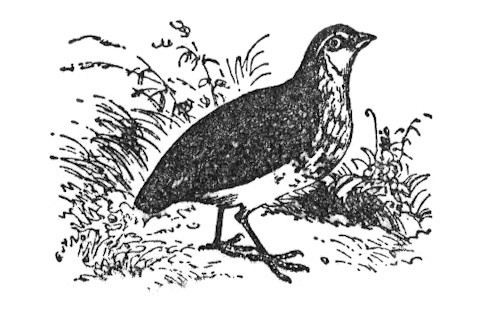 NSRW_Common_Quail.png