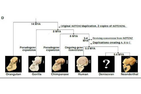 This-figure-illustrates-the-evolutionary-history-of-the-NOTCH2NL-genes-in-the-great-ape-lineage-CREDIT-Fiddes-et-al_preview.jpg