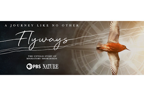 Flyways Banner Graphic