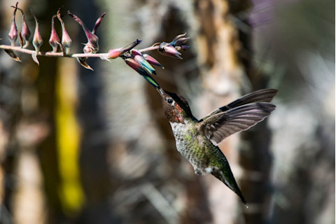 Hummingbird_feeding-1024x684.jpg