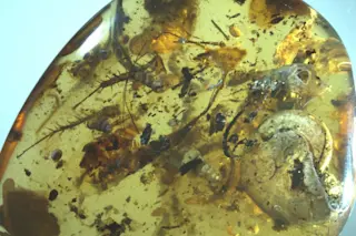 Amber with Ammonite - NIGPAS
