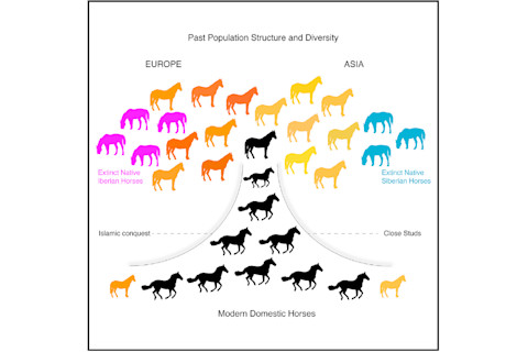 Genetic-History-of-the-Horse.png