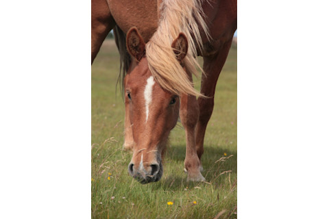 This-image-shows-a-horse-grazing-in-Denmark-in-July-2012-1-CREDIT-Ludovic-Orlando-e1556301860270-683x1024.jpg