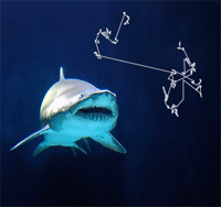 shark.gif
