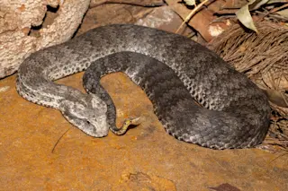 death adder