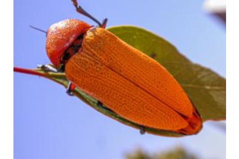 Australian jewel beetle