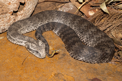 death adder