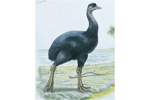 elephant-bird.jpg