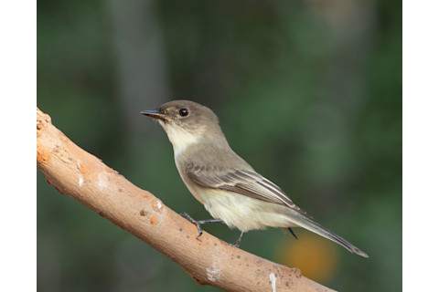 olivesided flycatcher perched in a tree