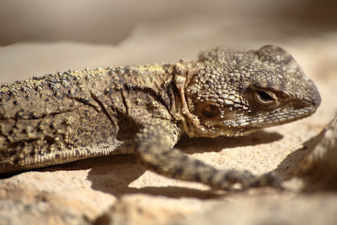 beer sheva fringefingered lizard