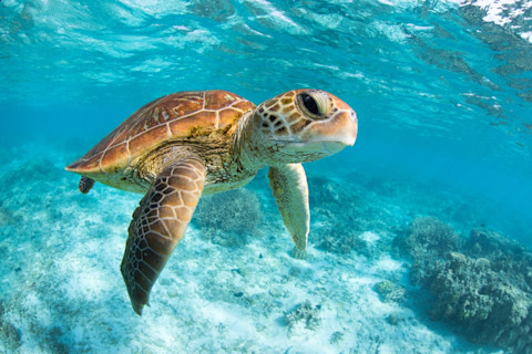 Green sea turtle swimming through the crystal clear lagoon at Lady Elliot Island on the Great Barrier Reef in Queensland Australia