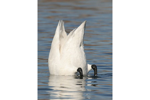 swanbutt.jpg
