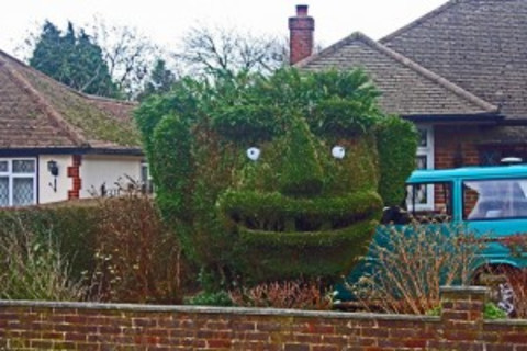 hedge-300x200.jpg