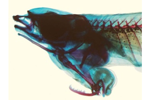 0726Priapiumfish_300.jpg