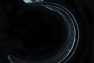 larvacean.jpg