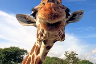 giraffe.jpg
