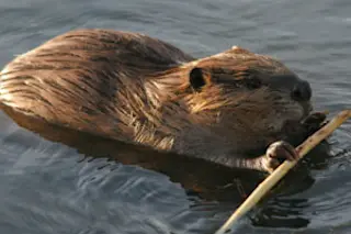 beaver.jpg