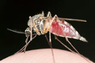 mosquito.jpg