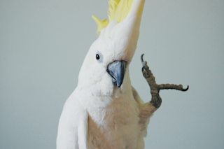 snowball.png