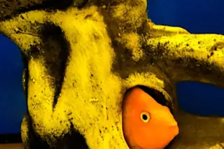 pet fish sleeping in castle