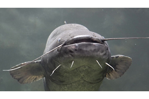 Big catfish swimming underwater with mouth open