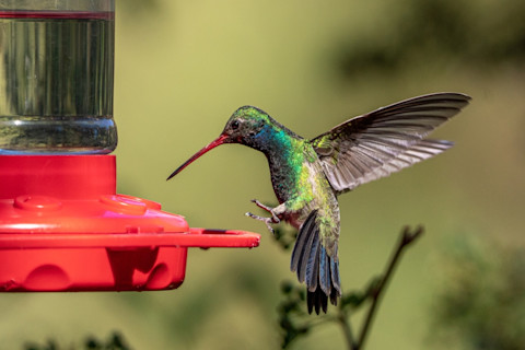Broad Billed Hummingbird eating nectar from a feeder