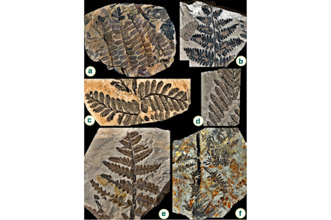 ferns.jpg