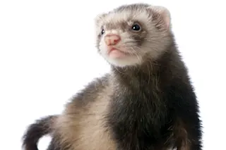 ferret.jpg