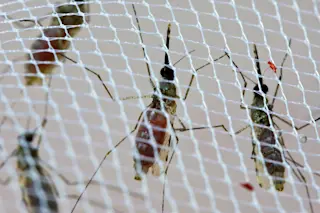 Mosquitos on Net - Will Betz