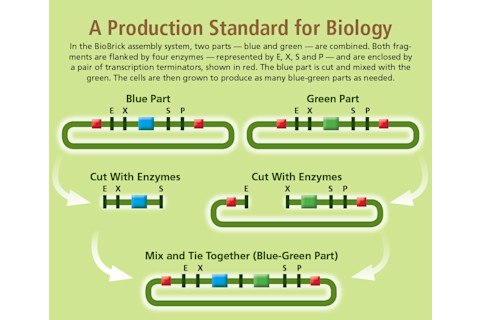 production-standard.jpg