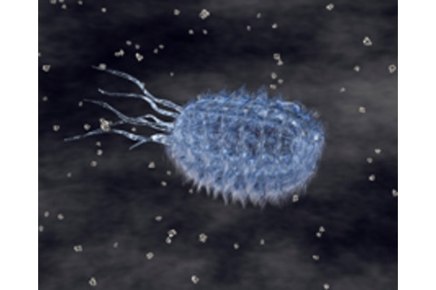 e-coli.JPG