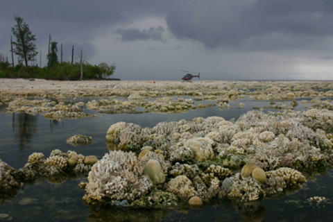 coral-sumatra.jpg
