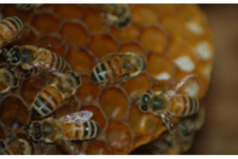 bees-honeycomb.jpg