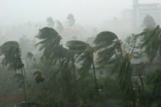 cyclone-trees.jpg