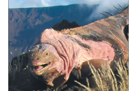 pink-iguana.jpg