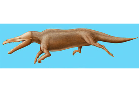 primitive-whale.jpg