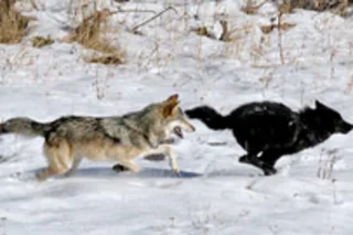 wolves.jpg