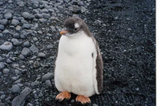 penguin.jpg