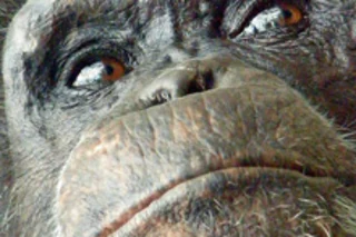 chimp.jpg