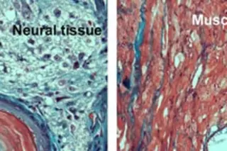 cells-various.jpg