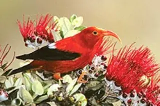 hawaiian-bird.jpg