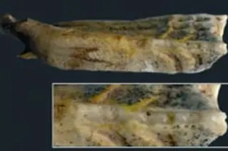 horse-tooth.jpg