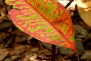 amazon-leaf.jpg