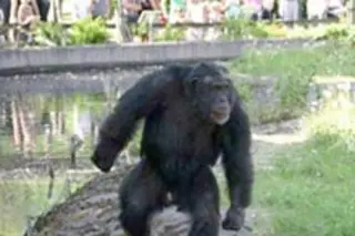 chimp-stone.jpg